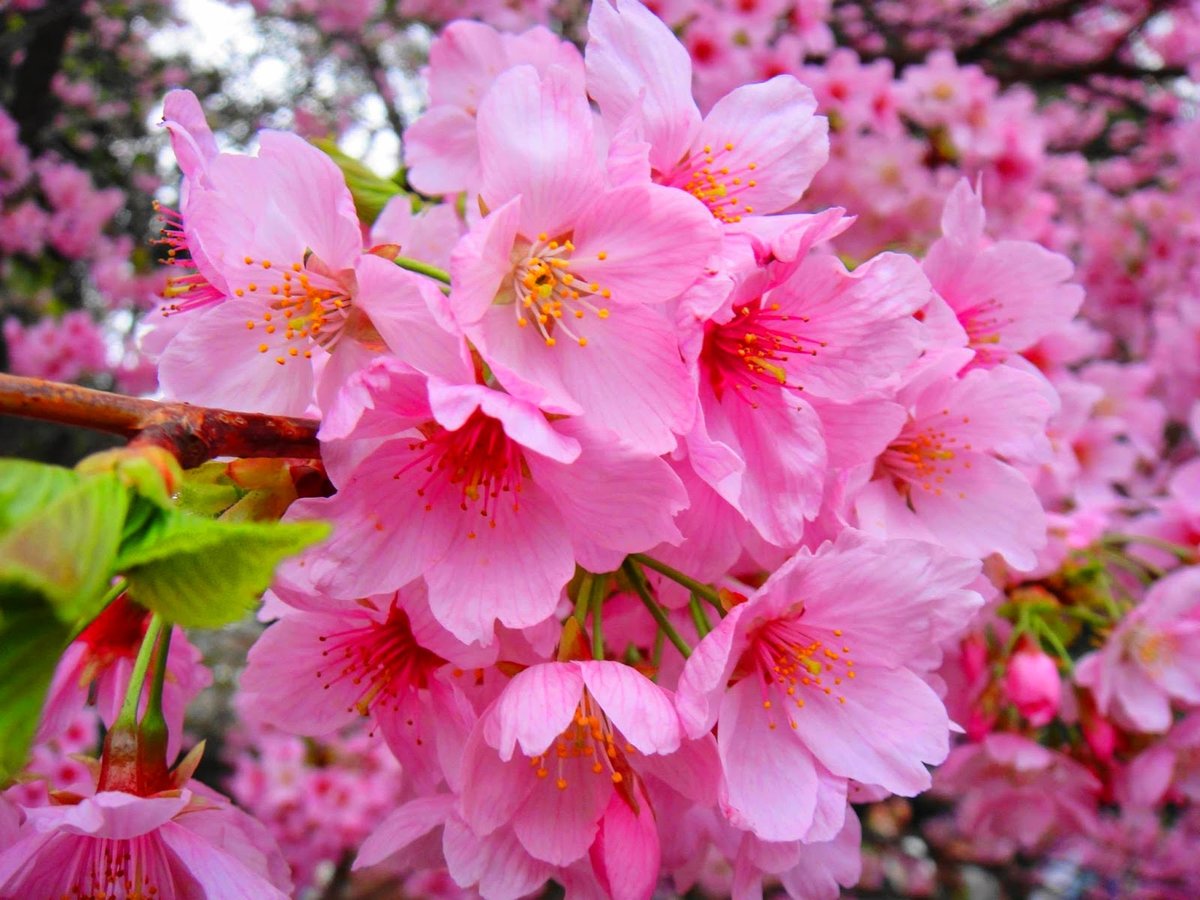 Sakura Haruno Death Explained As Her Survival In The Boruto Series